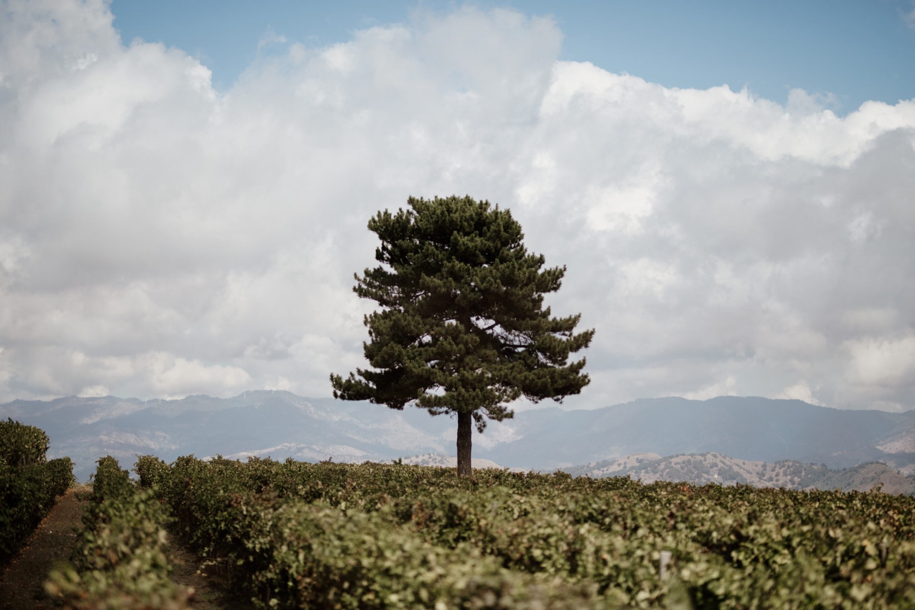 Il pino tra le nuvole sopra i vigneti