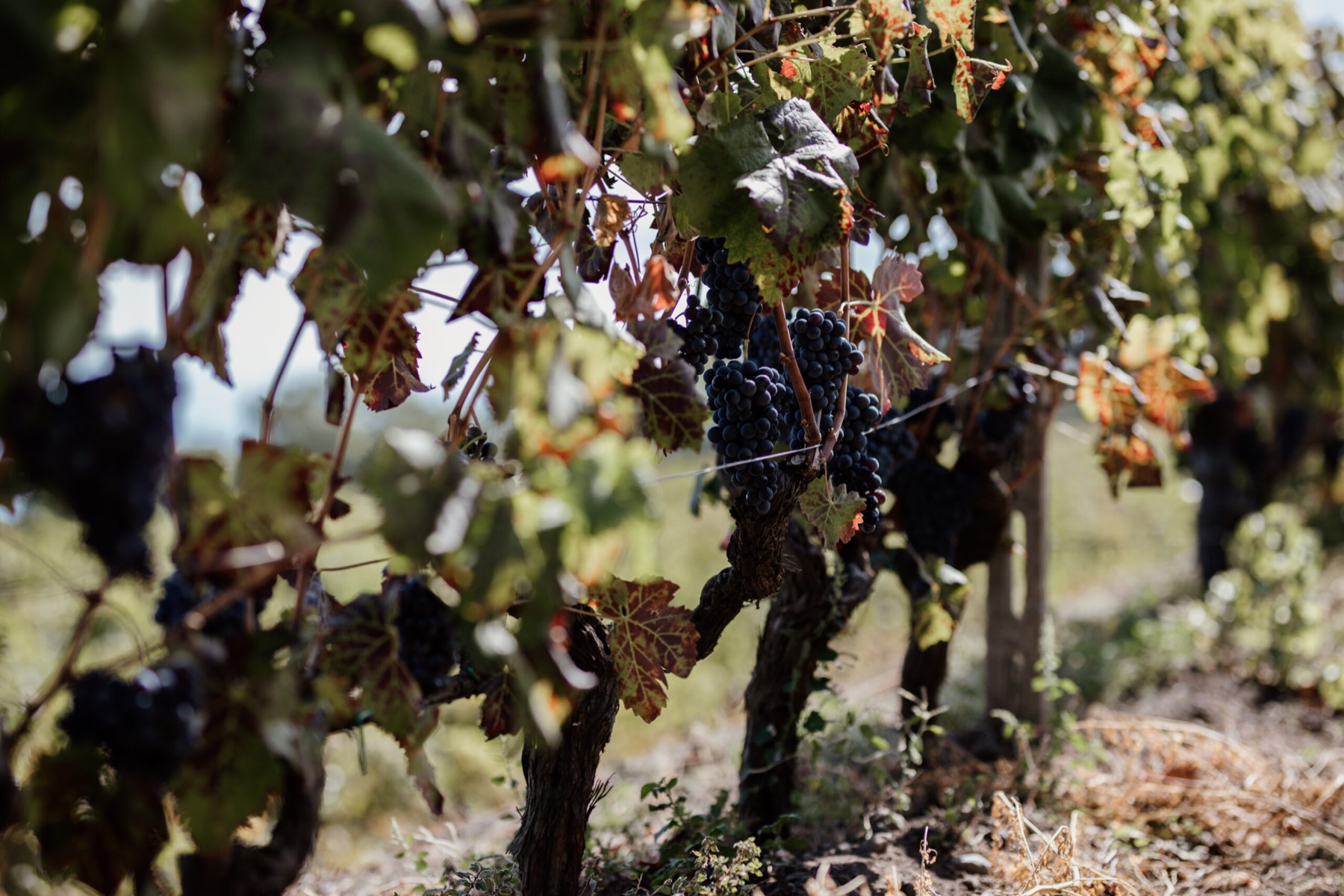Grappoli maturi tra le foglie della vigna sull'Etna