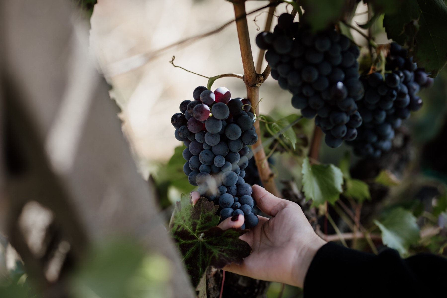 Una mano raccoglie un grappolo di Nerello in vigna